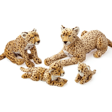 チーター